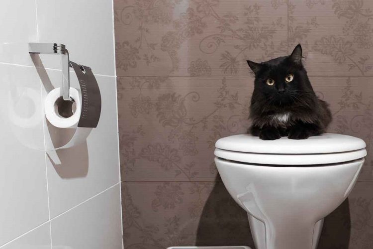 為什麼貓咪老愛跟進廁所?原來是因為...