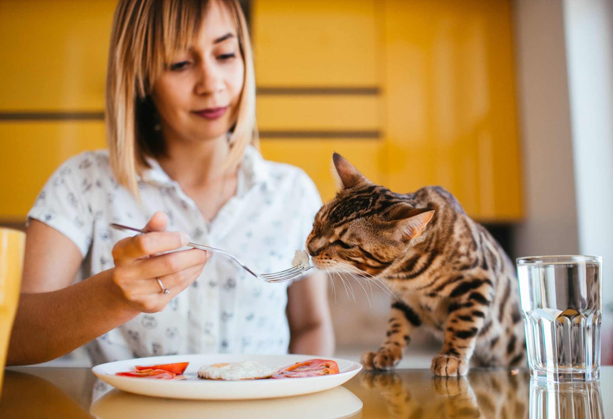 寵物鮮食食譜DIY