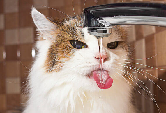 我家貓咪不喝水到底該怎麼辦？