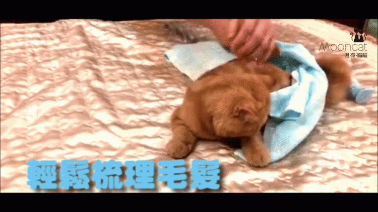 乾洗慕斯