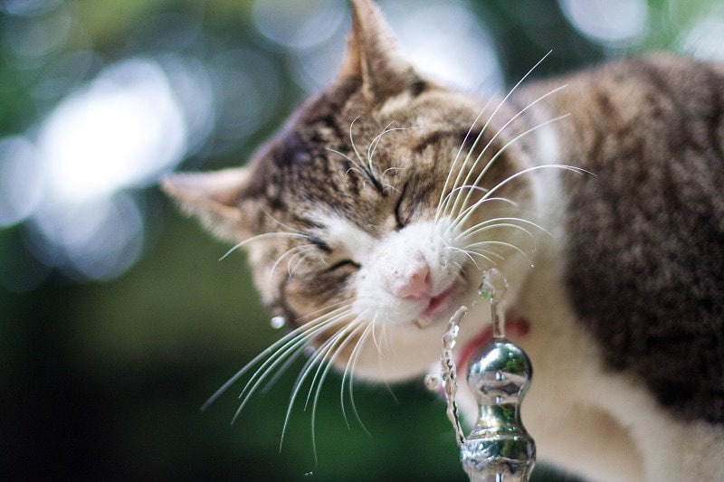 告訴你九種讓貓咪多喝水的方法!