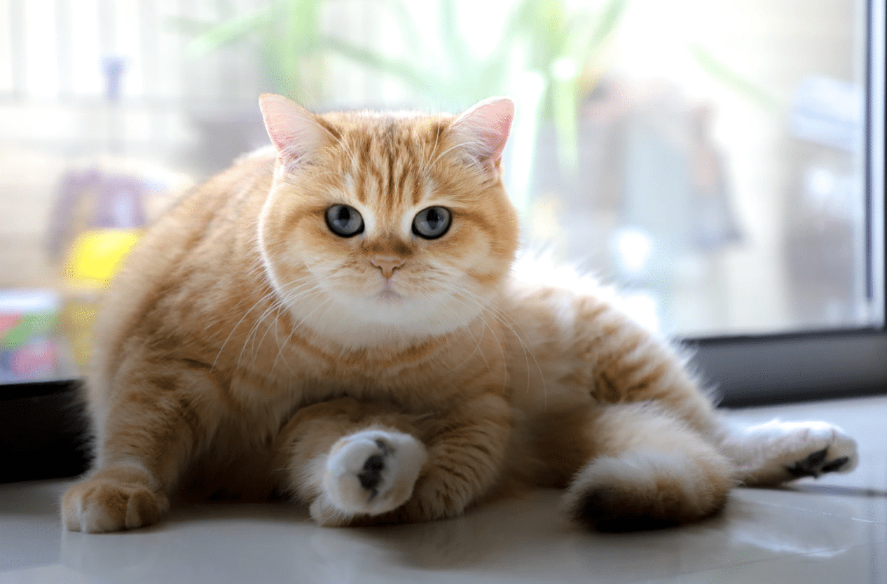 誰說十隻橘貓九隻胖，一隻特別胖! 橘貓的小秘密才不只這些!