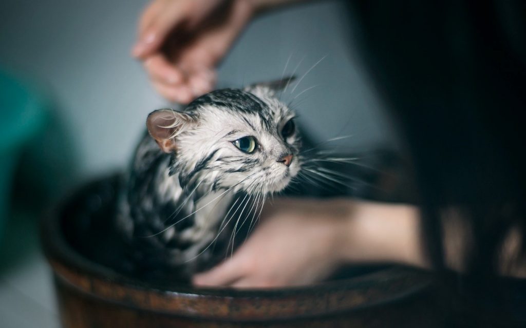 貓咪才不是不用洗澡呢 !